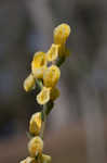 Smallflower fumewort